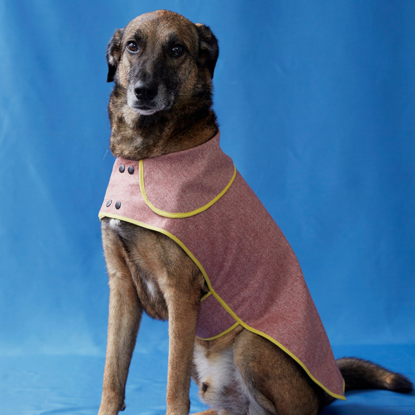 Herringbone Scarlet Köpek Ceketi