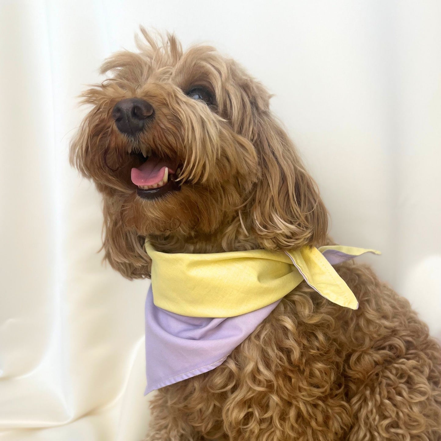 Modette Bloom Köpek Bandanası