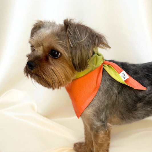Modette Bloom Köpek Bandanası