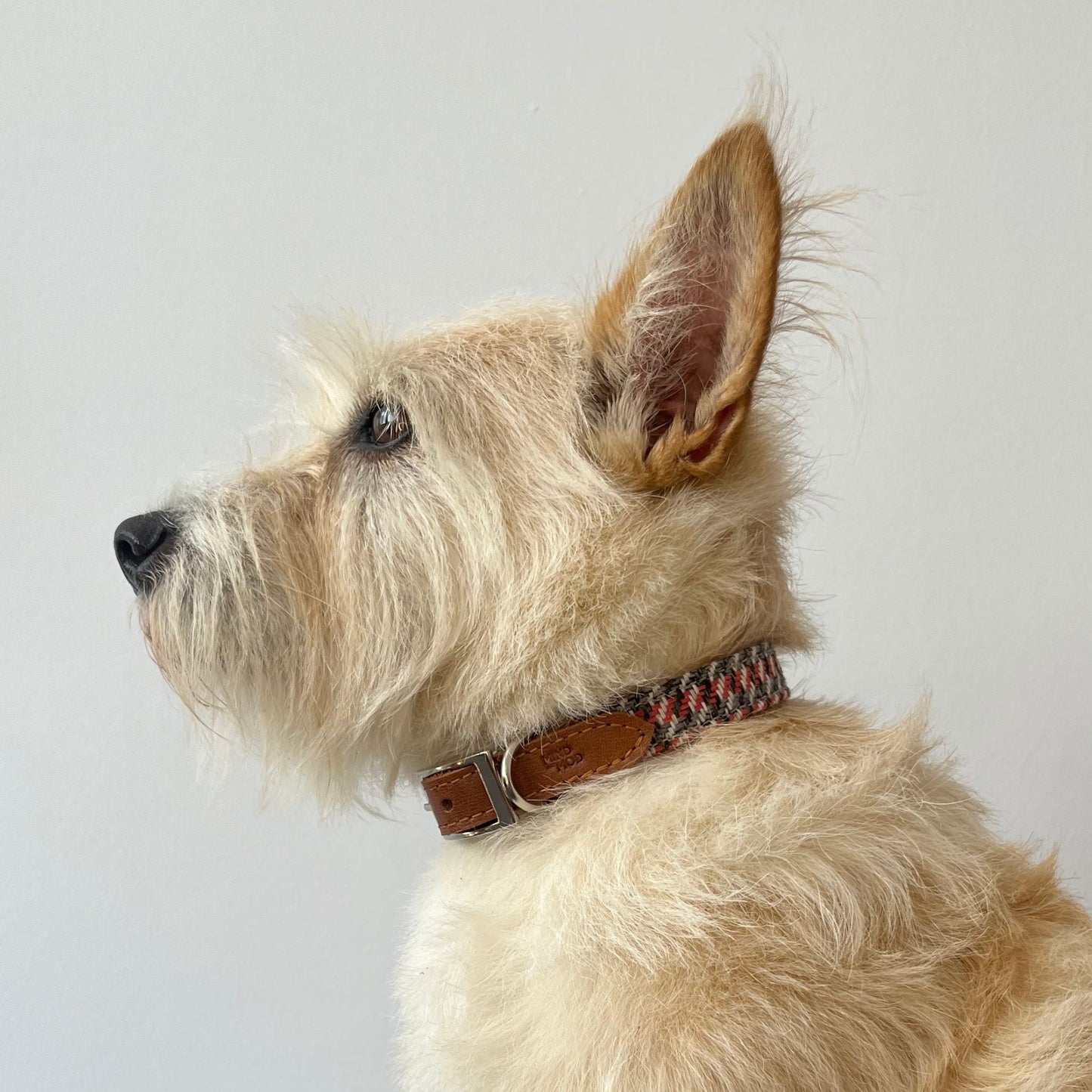 Hound’s Tooth Red Mod Collar